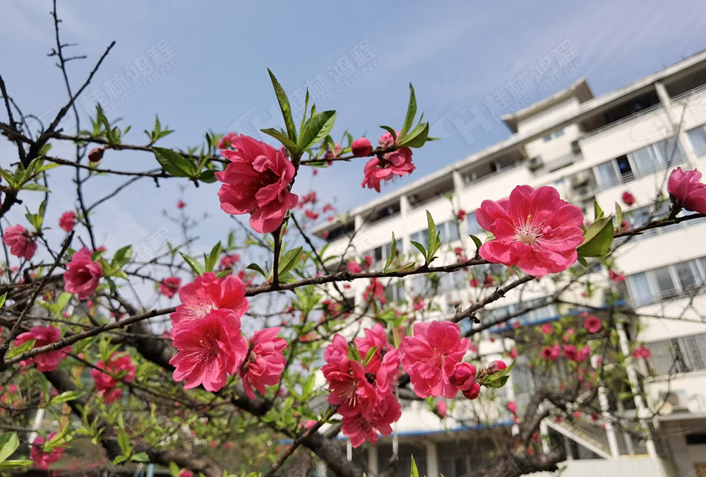 桂林鴻程花團(tuán)錦簇，滿(mǎn)園春色，邀您一起共賞春景，共商大計(jì)！